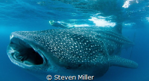 Girl with Whaleshark by Steven Miller 